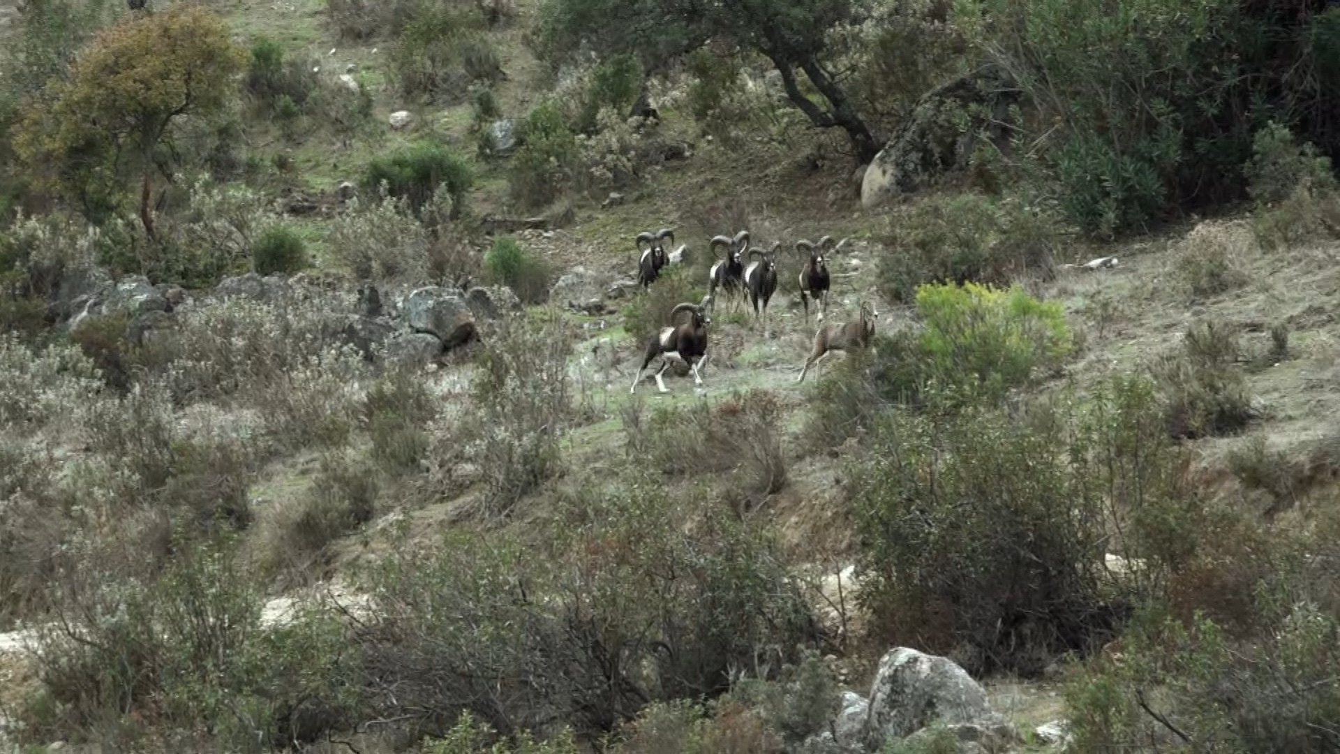 Ovis orientalis musimon; más conocido como 