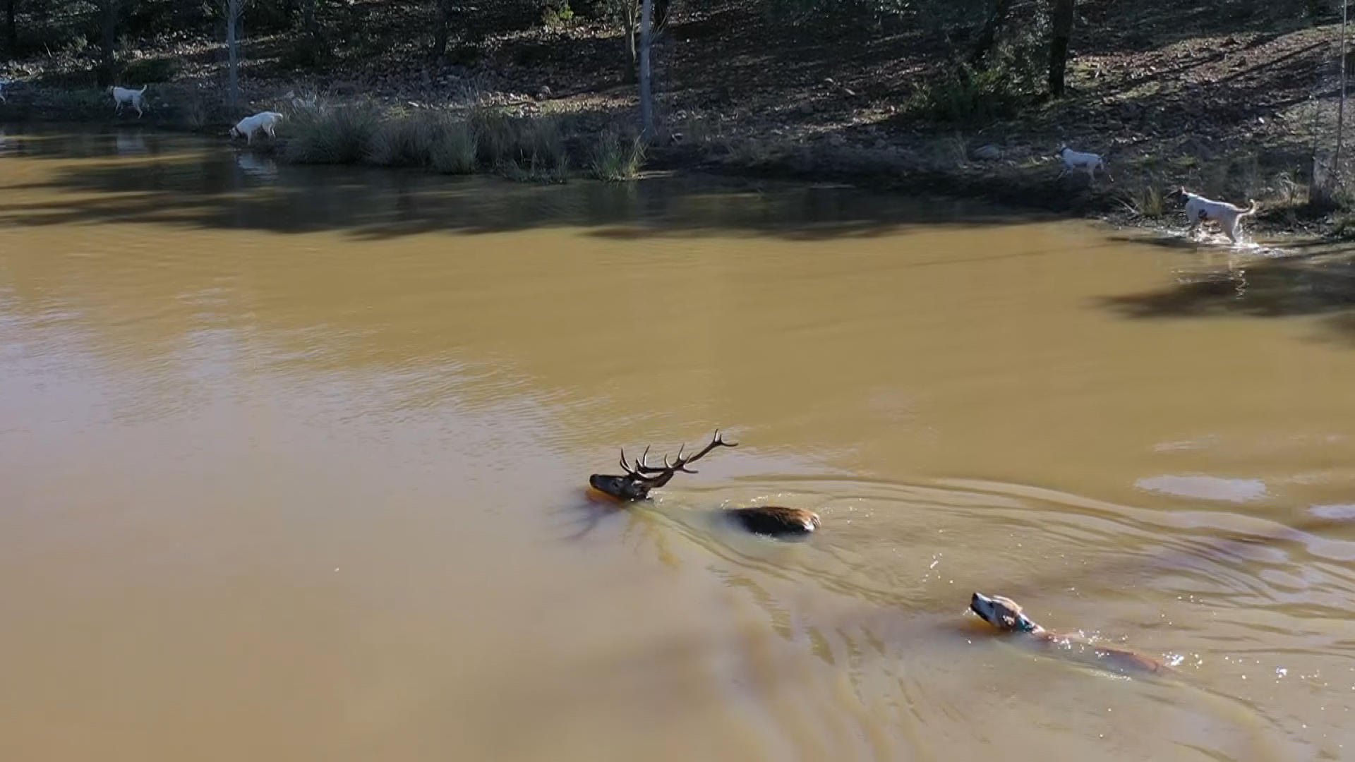 Persecución en el agua