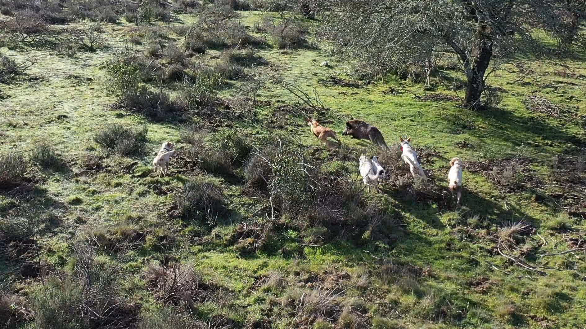 ¿Pondrá el jabalí las cosas fáciles a los perros en esta jornada de caza?