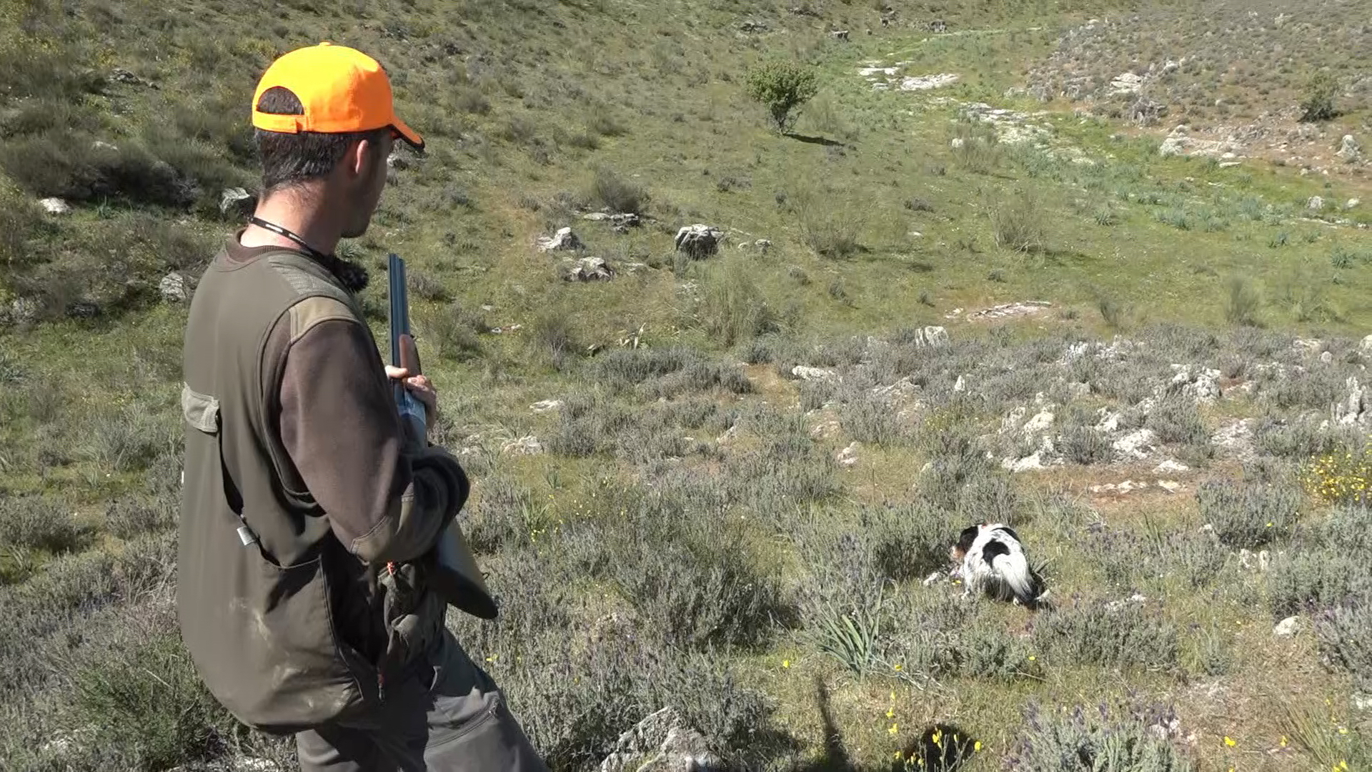 Setter Inglés: el gentleman de los perros de muestra