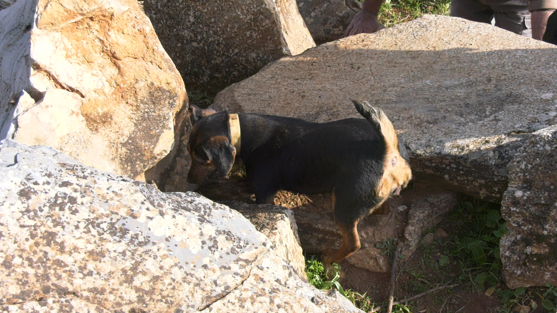 Tras las raposas con jagd terrier