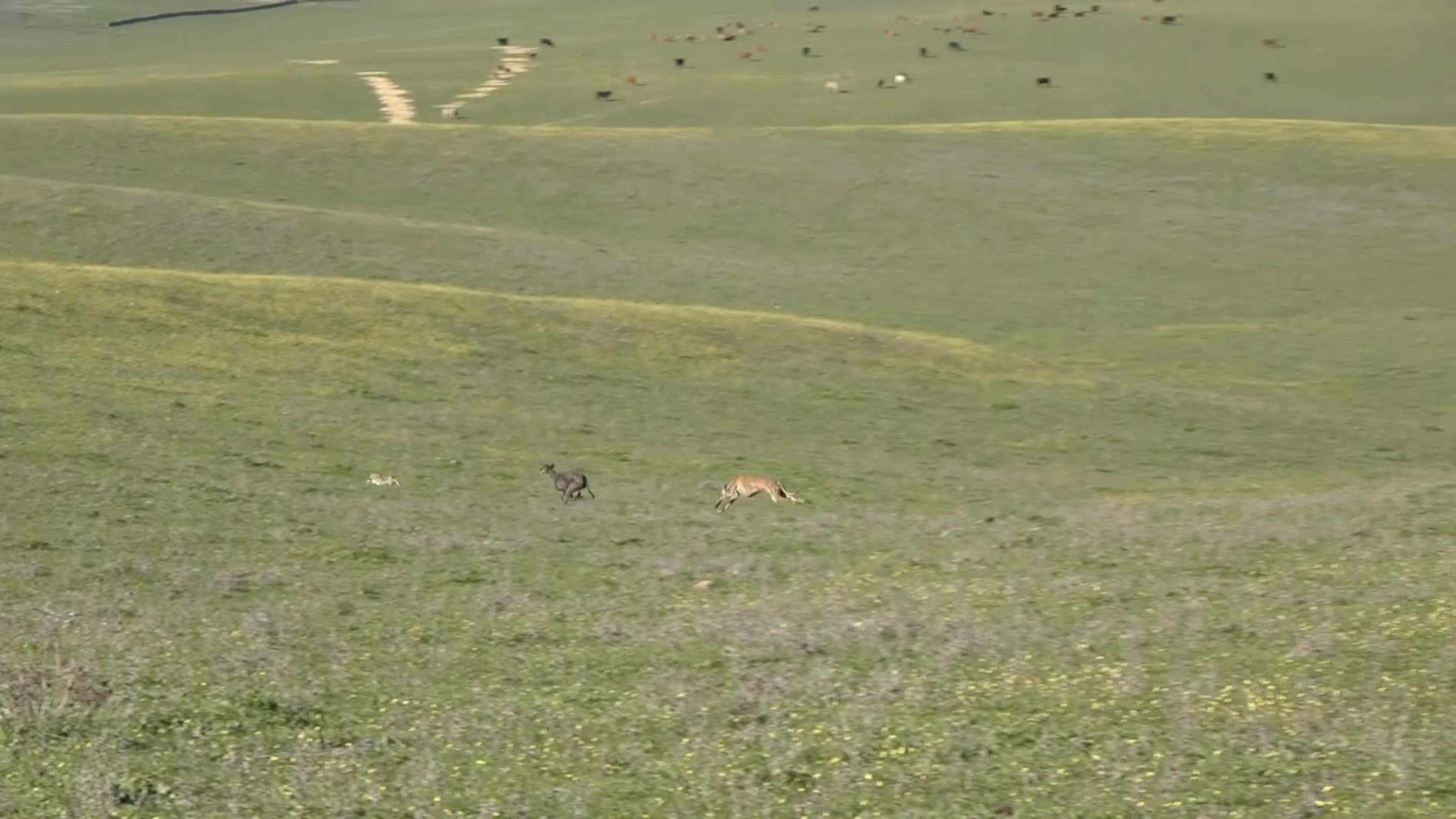 Vertiginosas carreras de galgos en los llanos de Brozas