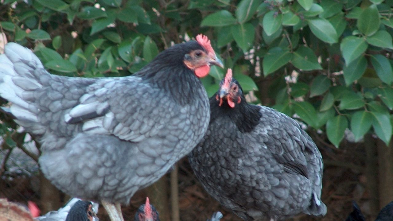 La Gallina Extremeña Azul, la historia de una de nuestras razas autóctonas