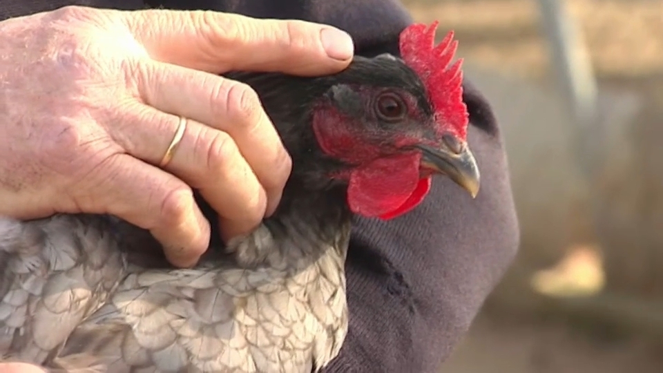 La 'pata negra' de las aves de corral extremeñas