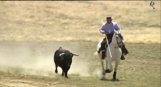 ganadería del Marqués de Villalba de los Llanos, tienta de machos a campo abierto(21/01/12)