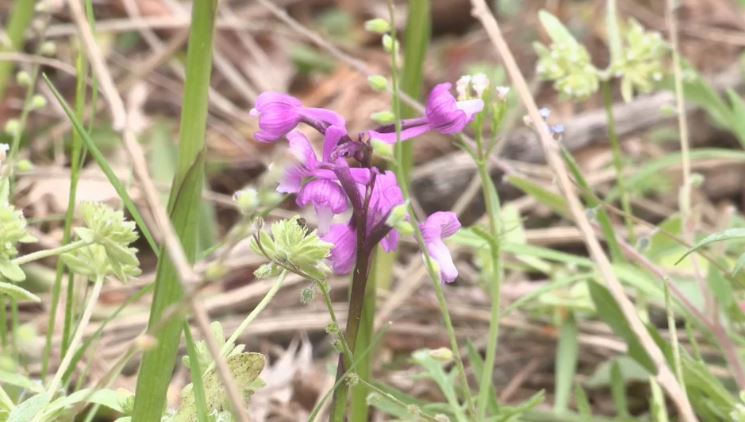 Mañana de orquídeas