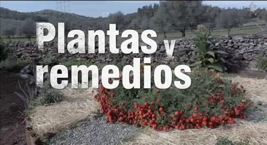 plantas y remedios (18/05/15)