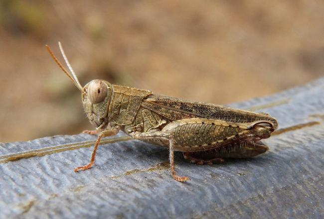 La langosta mediterránea, una especie endémica en Extremadura