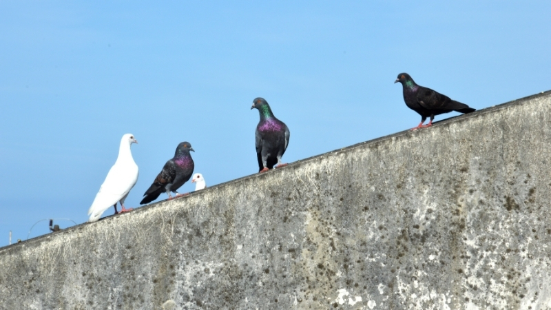 La solución extremeña para que no haya palomas en los tejados de casa