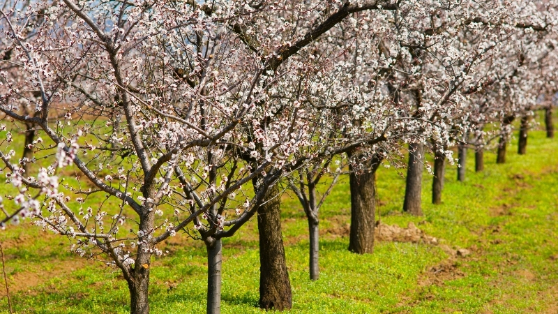 Los almendros extremeños florecen cada vez más tarde. ¿Sabes por qué?