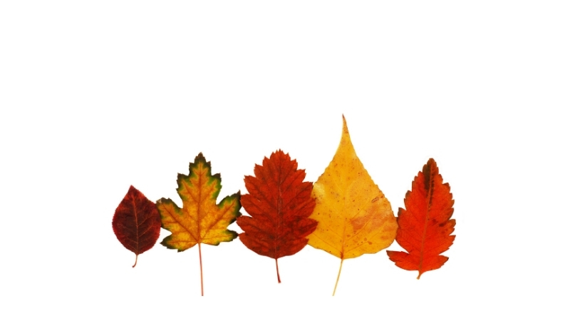 ¿Por qué cambian las hojas de los árboles de color?