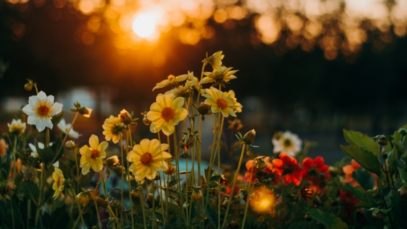 Selfies con flores: I biomaratón de Flora Española