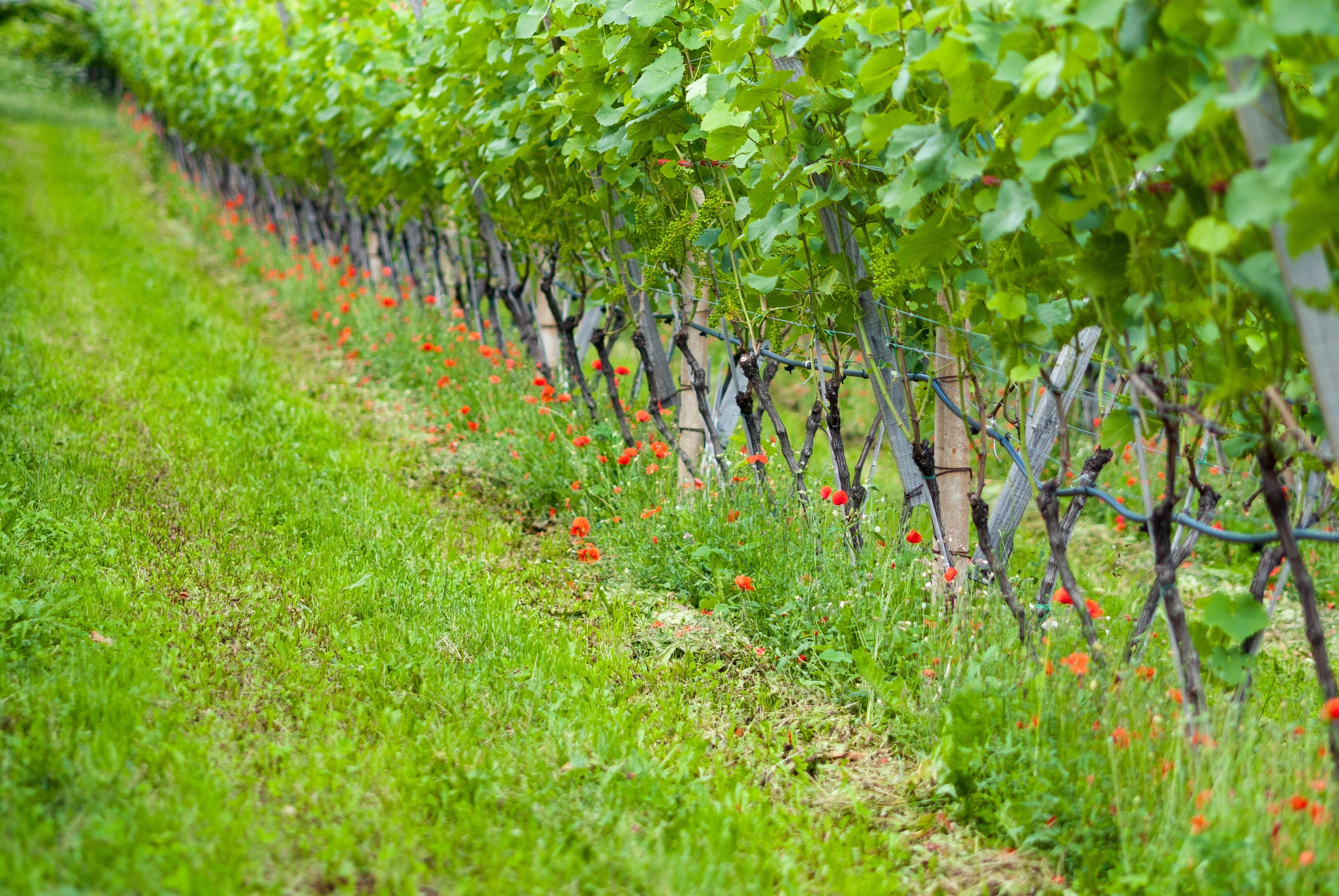 Cicytex estudia cómo reducir los efectos del cambio climático en el viñedo