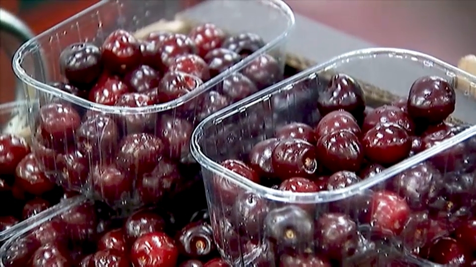 La cosecha de cerezas del Jerte podría casi doblar la del año pasado