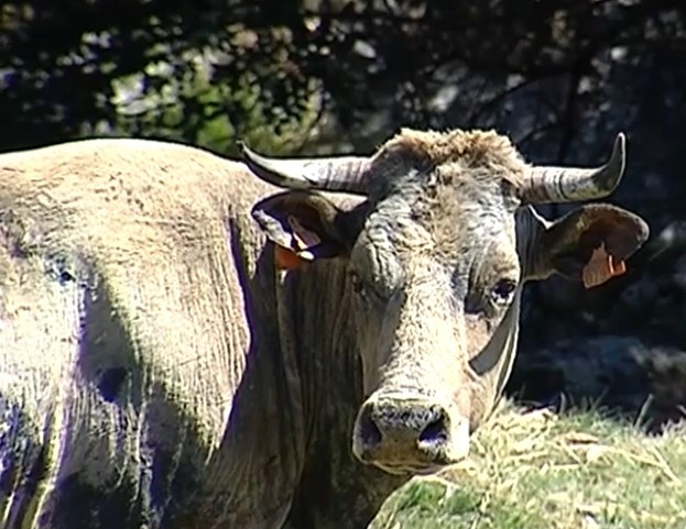 La nueva IGP Vaca de Extremadura estará plenamente operativa en otoño
