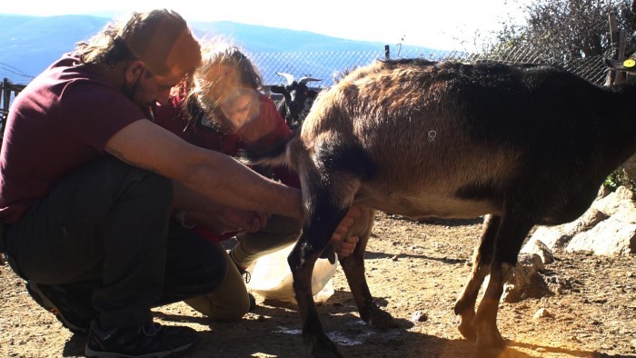 La cabra tira al Jerte, un proyecto para recuperar la vida rural que siempre tuvimos