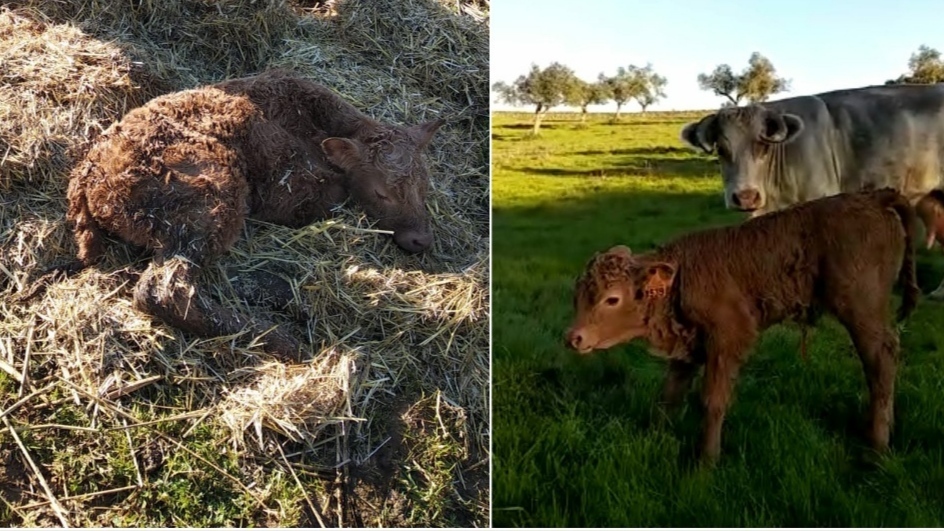 LA PIMIENTA. Capítulo 2: Margarita, un trébol de 4 hojas