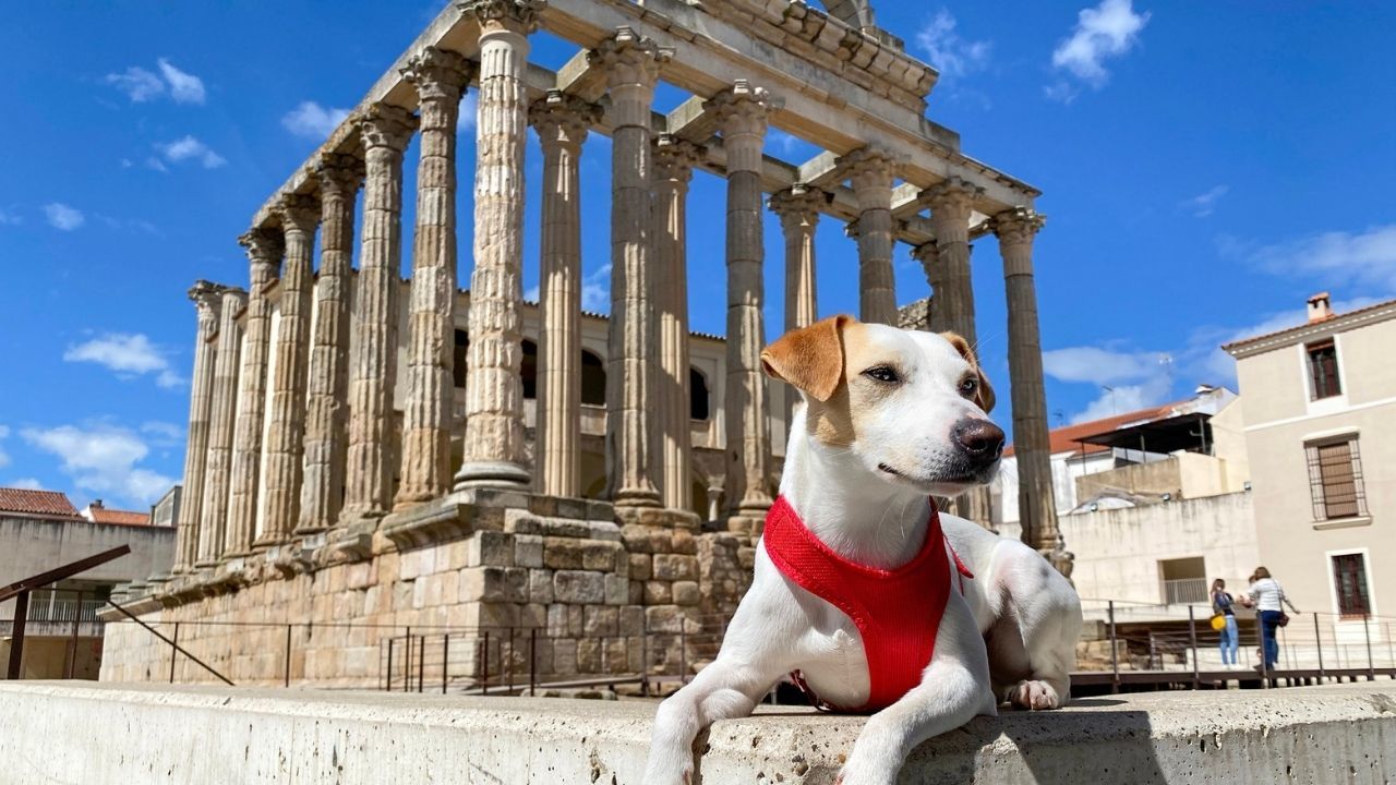 Piper llega a Mérida, ¿Es una ciudad idónea para viajar con perros educados?