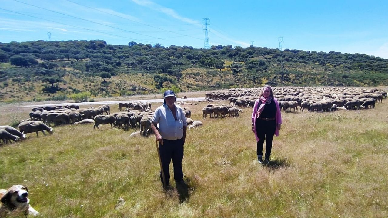 Un rebaño de 1.400 ovejas extremeñas en ruta hacia León con la trashumancia