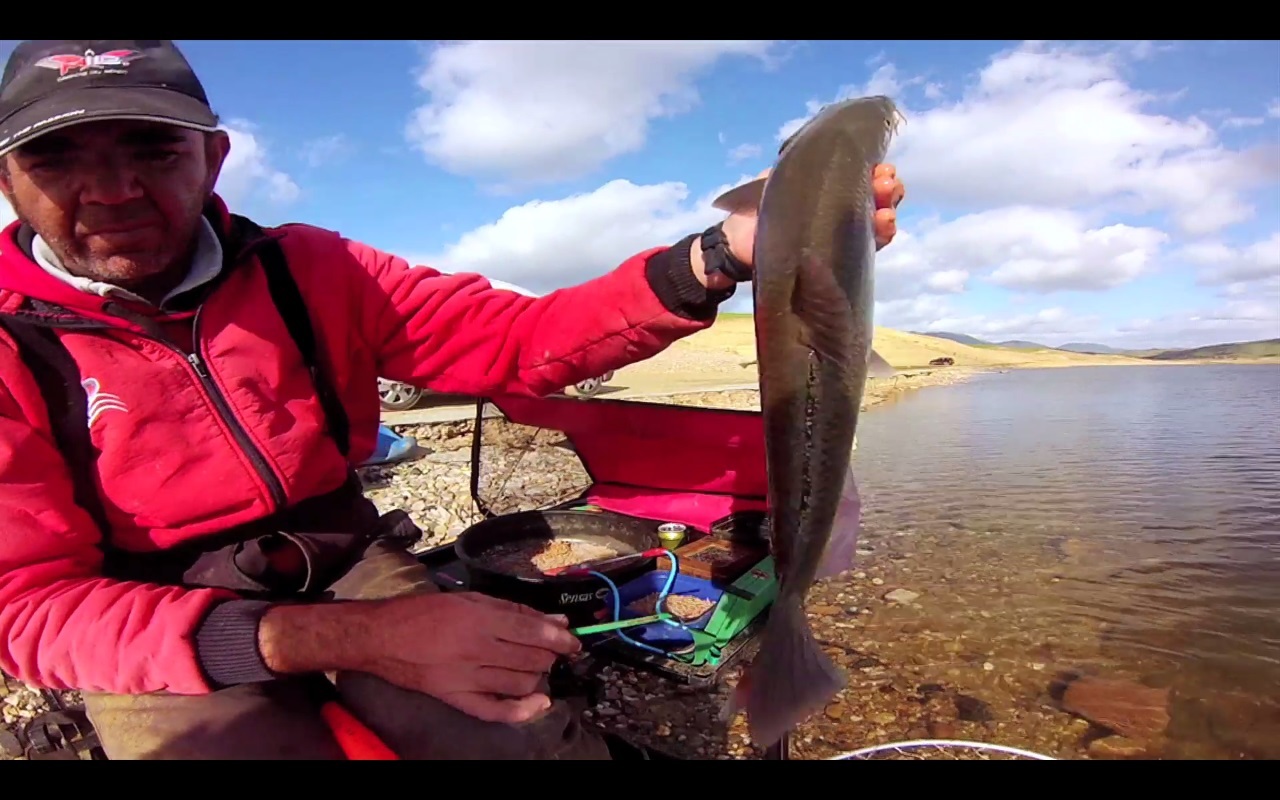 Disfrutamos con un gran pescador levantando barbos con inglesa