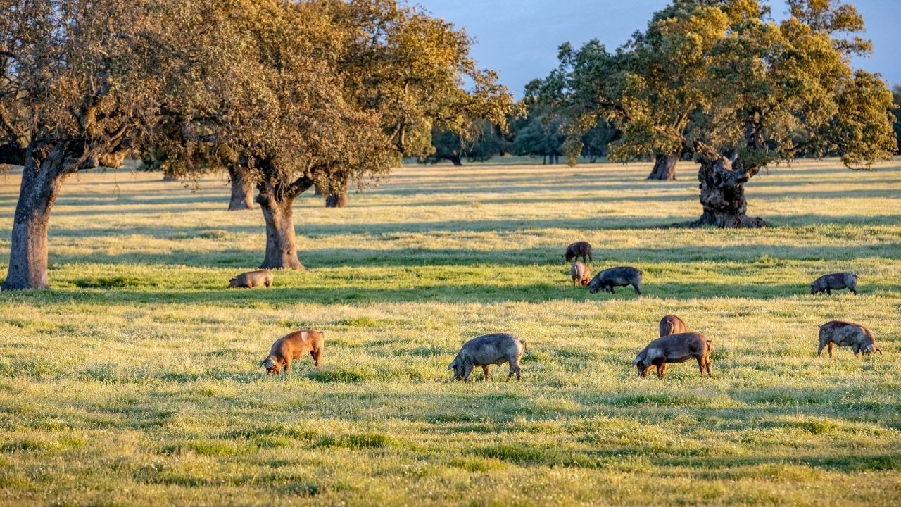 Go Dehesa: la protección de nuestro principal ecosistema