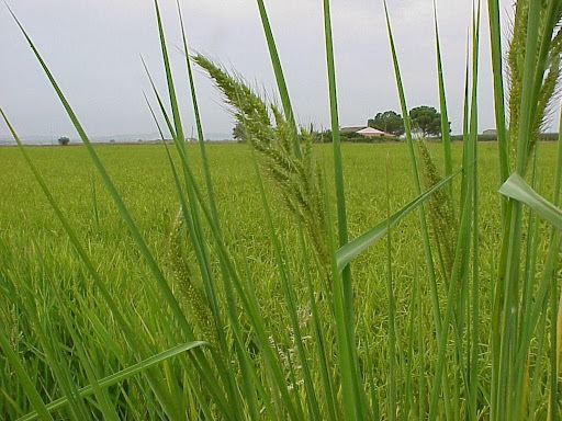 Investigación es evolución: mejoras fitosanitarias en el arroz