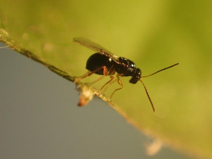 La Mirada Verde: avispilla del castaño