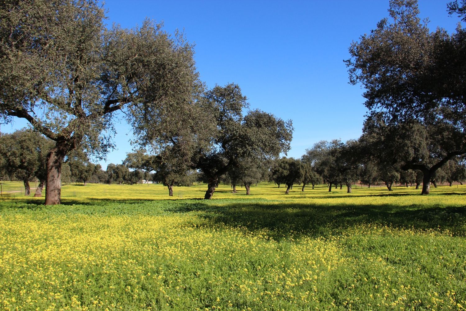 La Mirada Verde: Go Dehesa