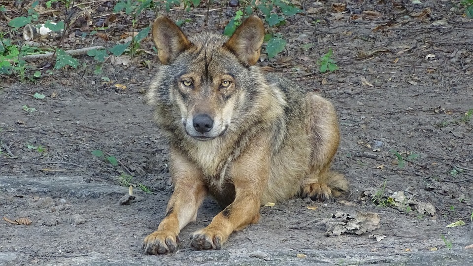 La Mirada Verde: protección del lobo ibérico