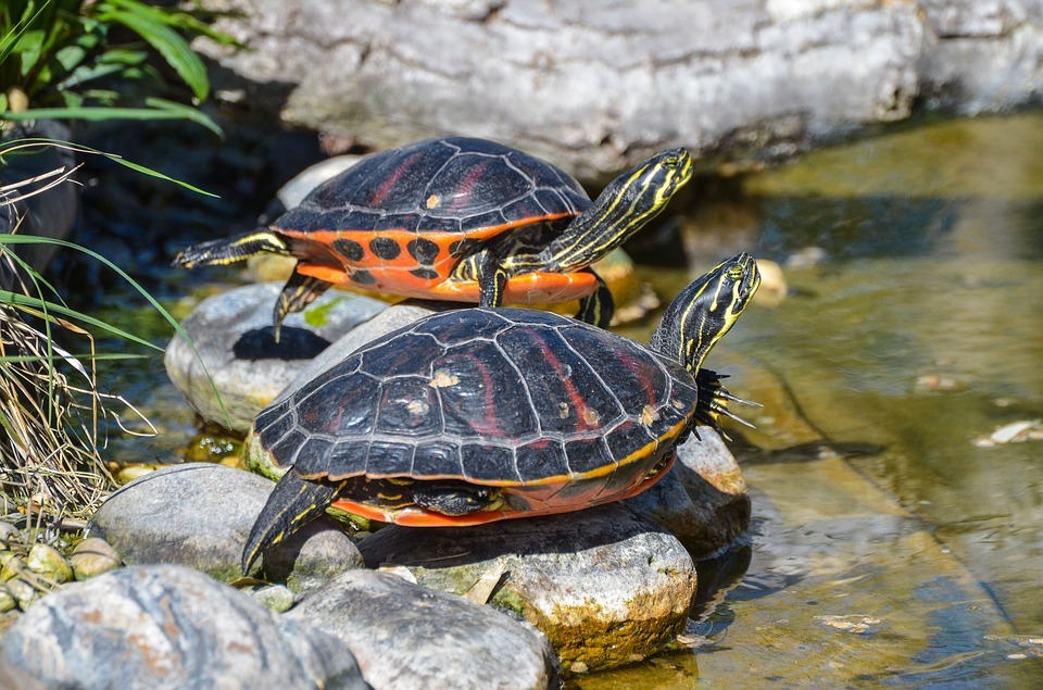 La Mirada Verde: tortuga de Florida en el Guadiana