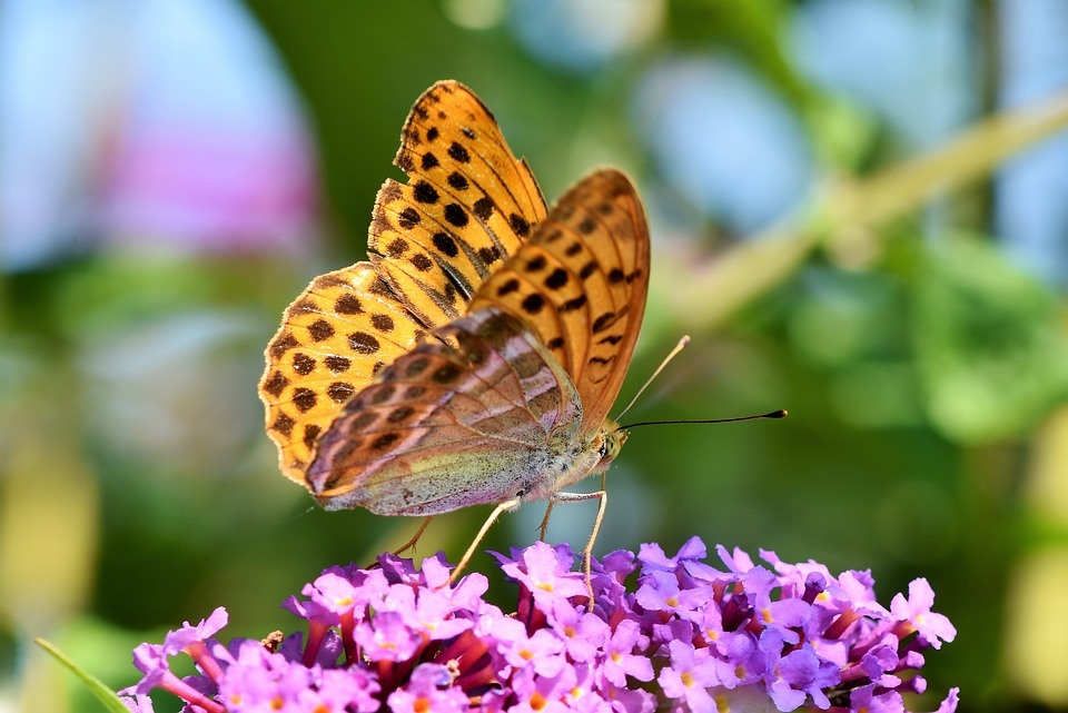 Terroneando: las mariposas abundan con el calor