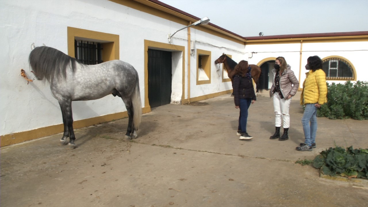 Caballos de raza