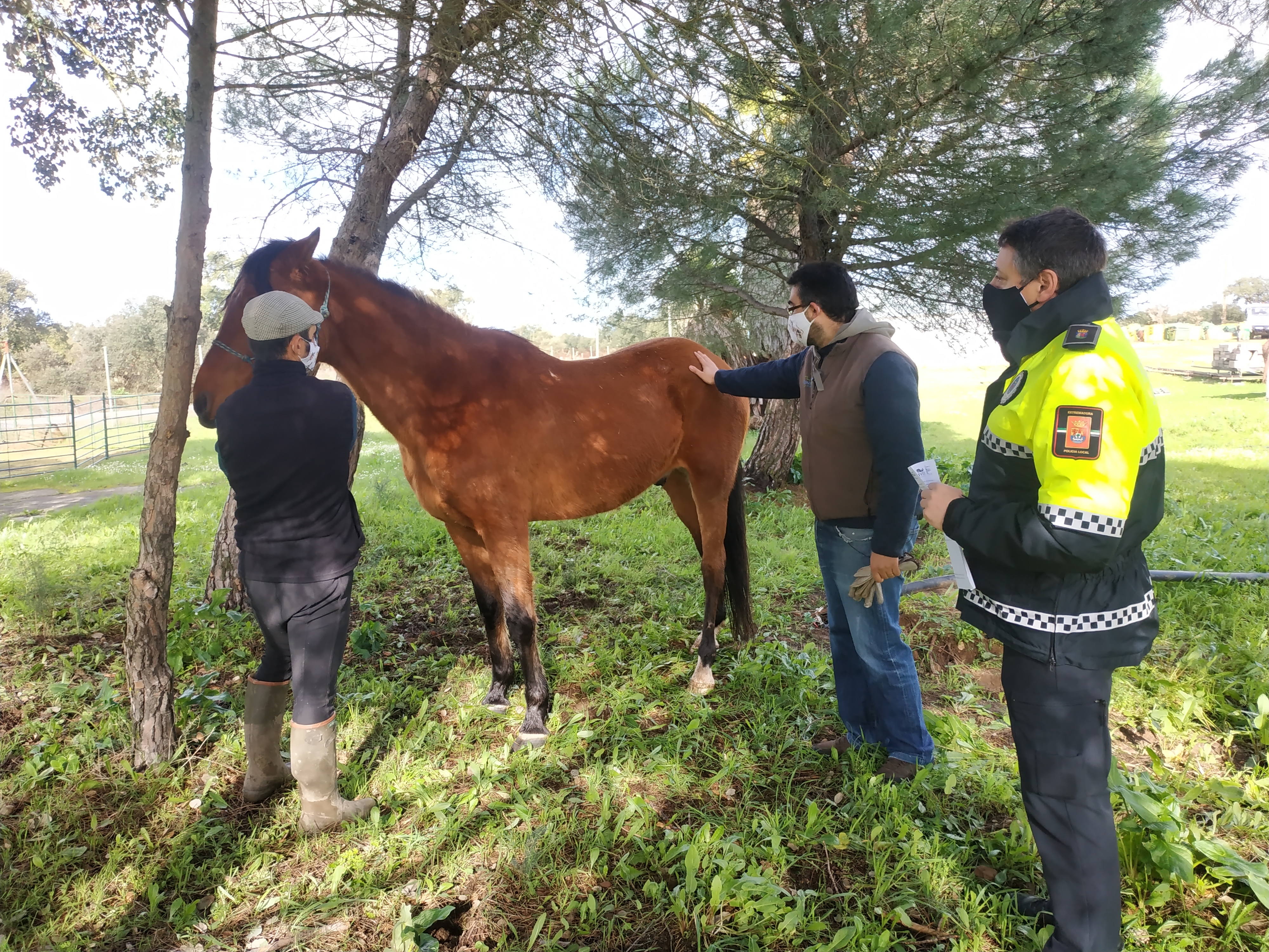 El abandono y la recogida de caballos, un problema real