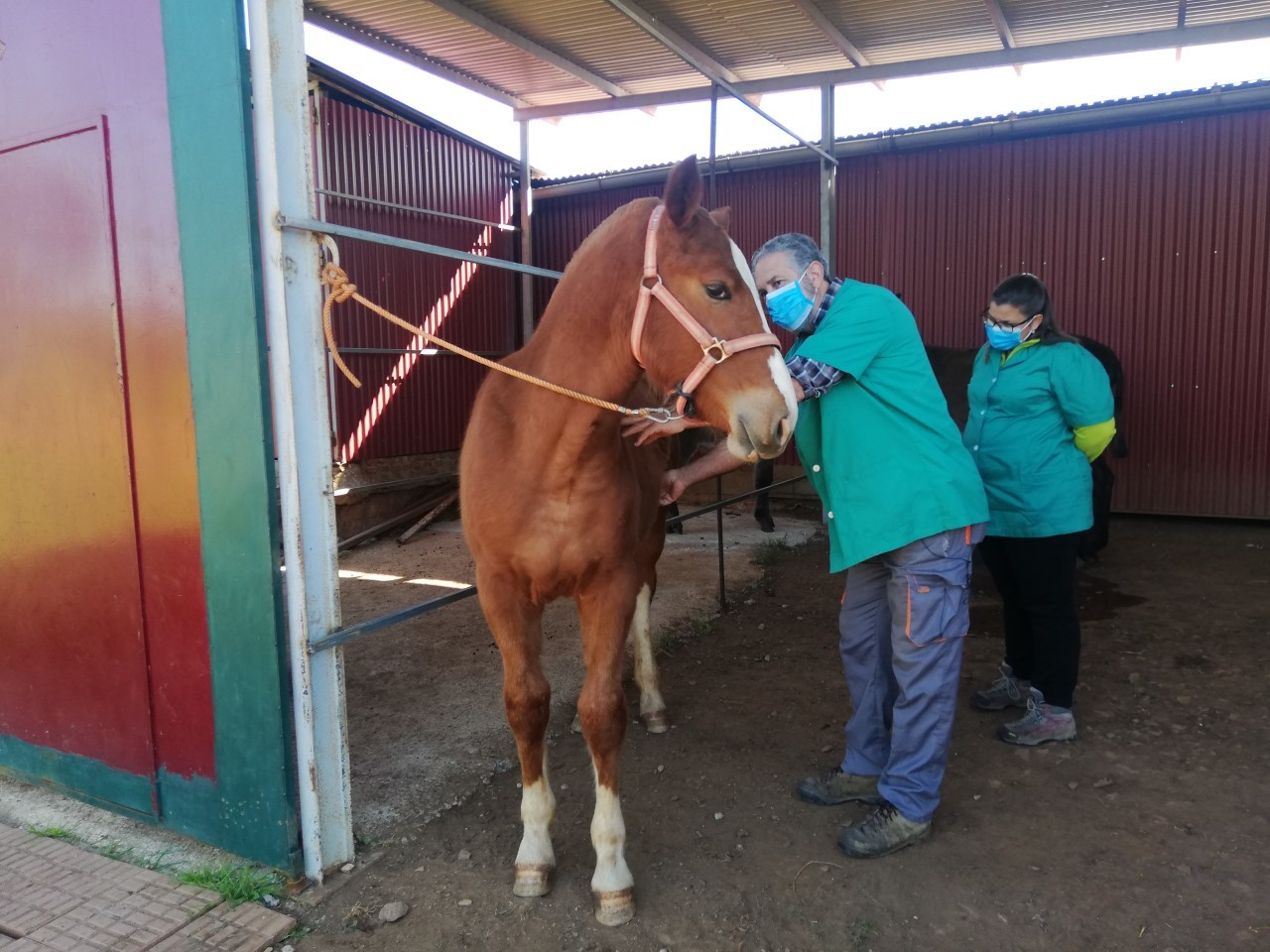 El día a día de un veterinario equino