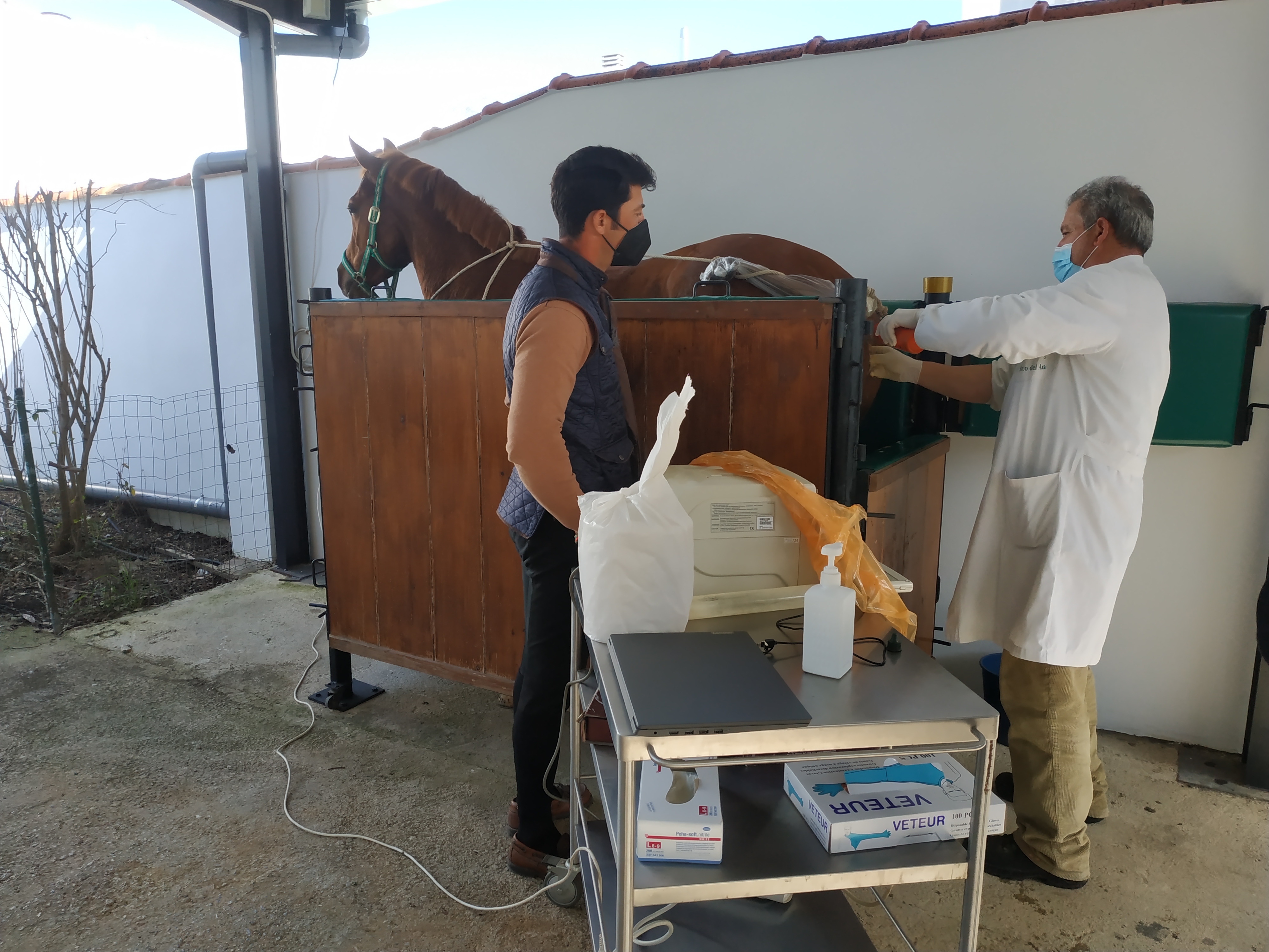 La inseminación equina, paso a paso