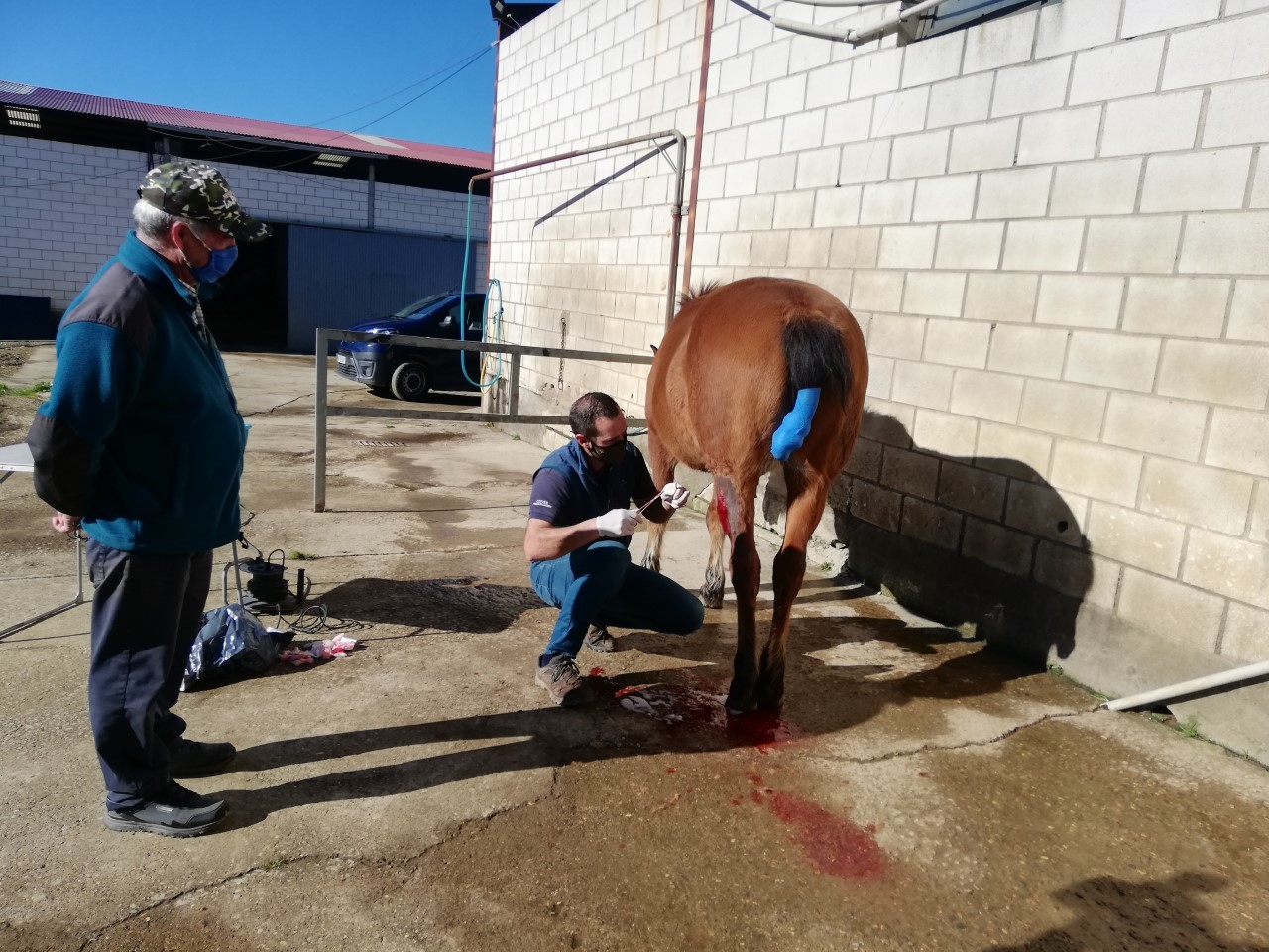 Luis Largo, veterinario equino, extirpa tumores en la piel a dos caballos