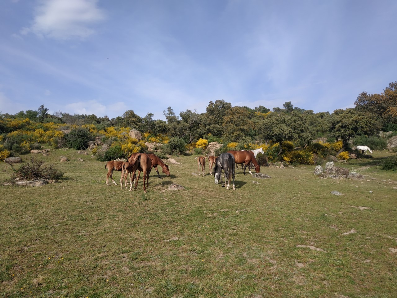 Padre e hijo juntos por el caballo