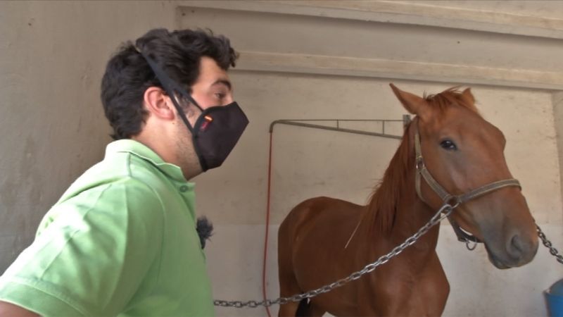 Así es la visita de los caballos al dentista para cuidar su salud