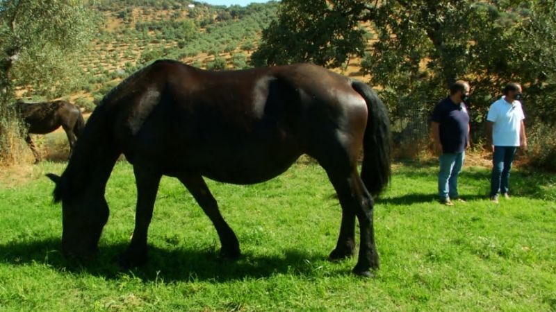 Cabeza la Vaca, un refugio para los caballos frisones en Extremadura