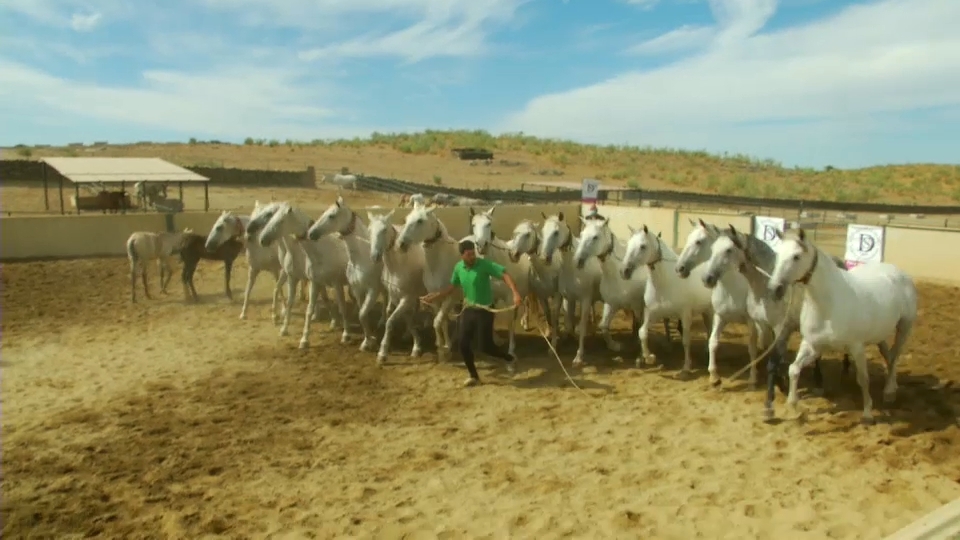 'Las cobras', la modalidad equina que no todos se atreven a practicar