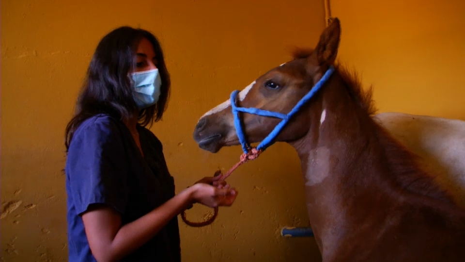 Las internistas del Hospital Veterinario de Cáceres, las otras heroínas