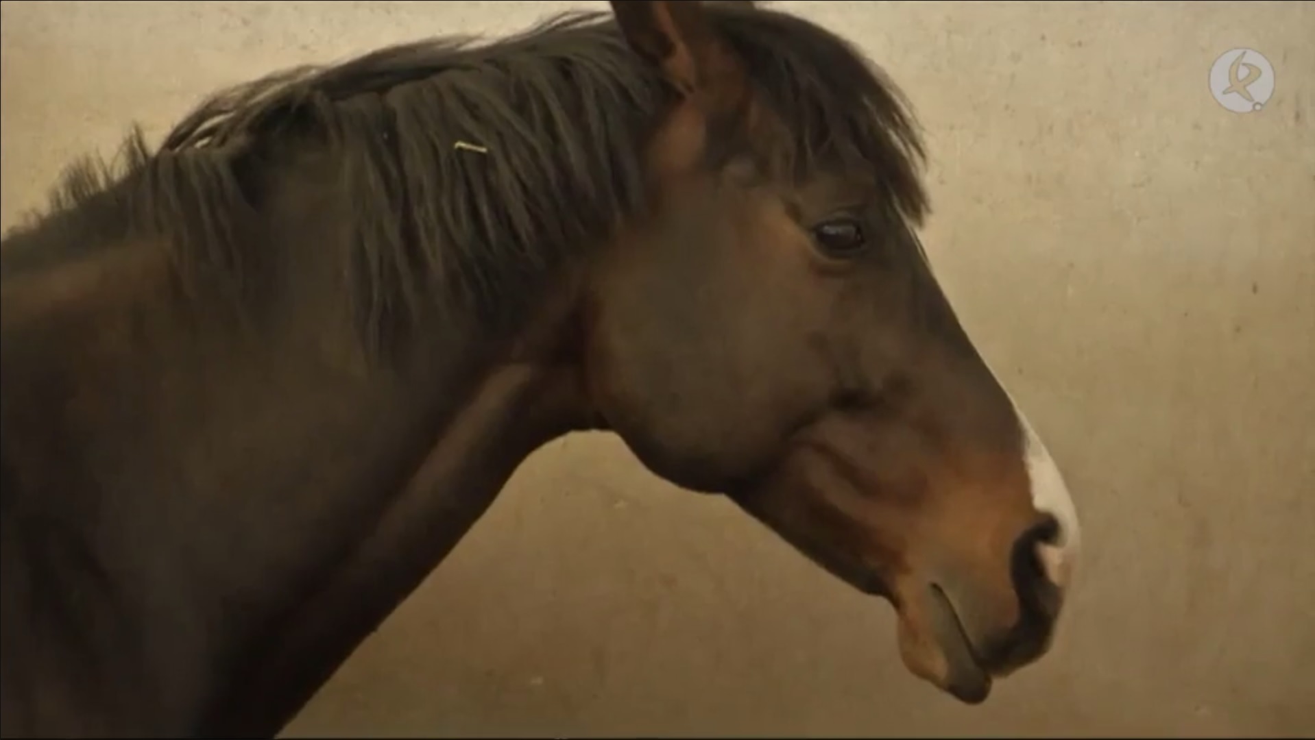 Levakker, el primer caballo hijo de un clon en España