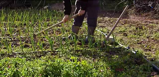 la agricultura ecológica en Extremadura (26/03/13)