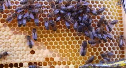 la apicultura en invierno (22/01/13)
