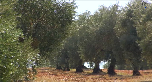 la historia del olivo (07/11/12)