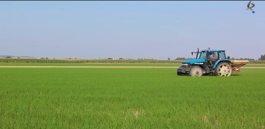tratamientos para el cultivo del arroz (22/03/13)