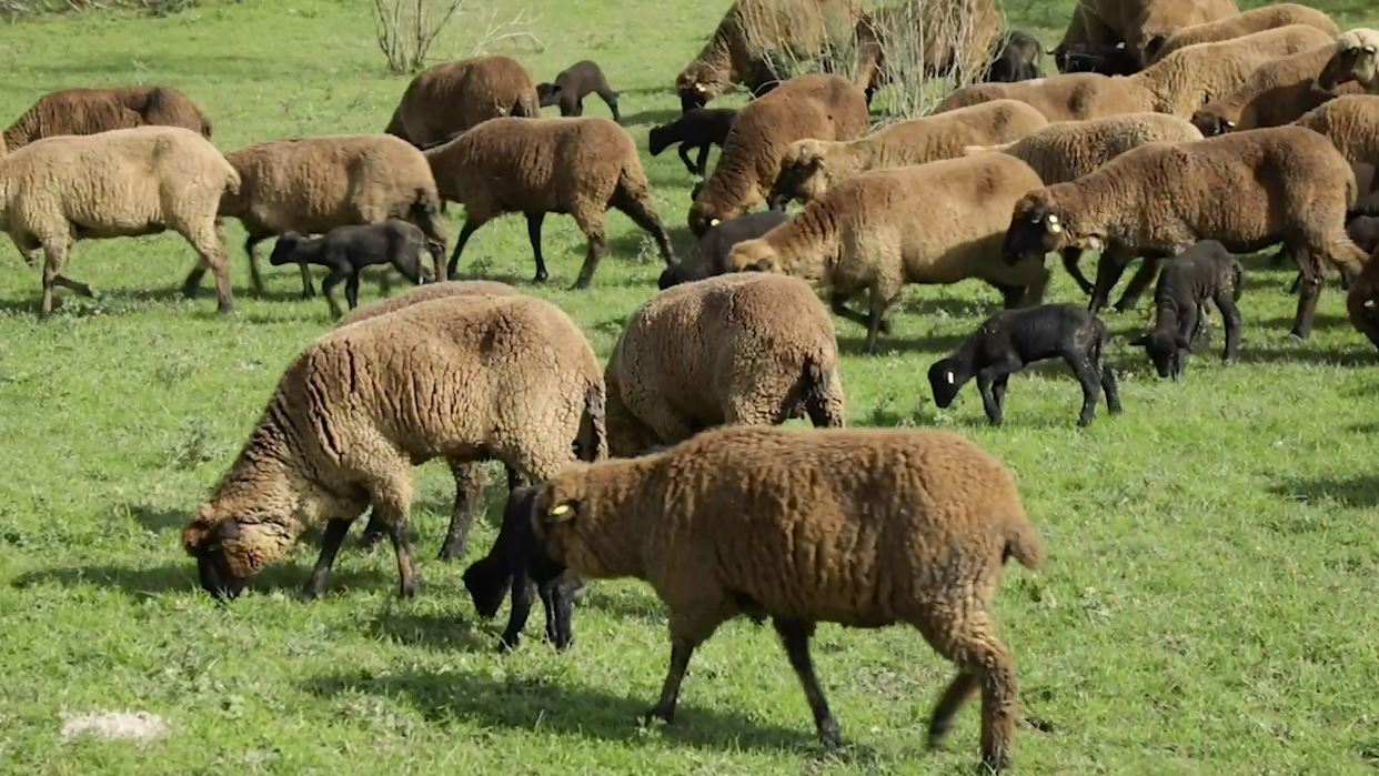La oveja merina negra, un tesoro en pleno Parque Natural de Cornalvo