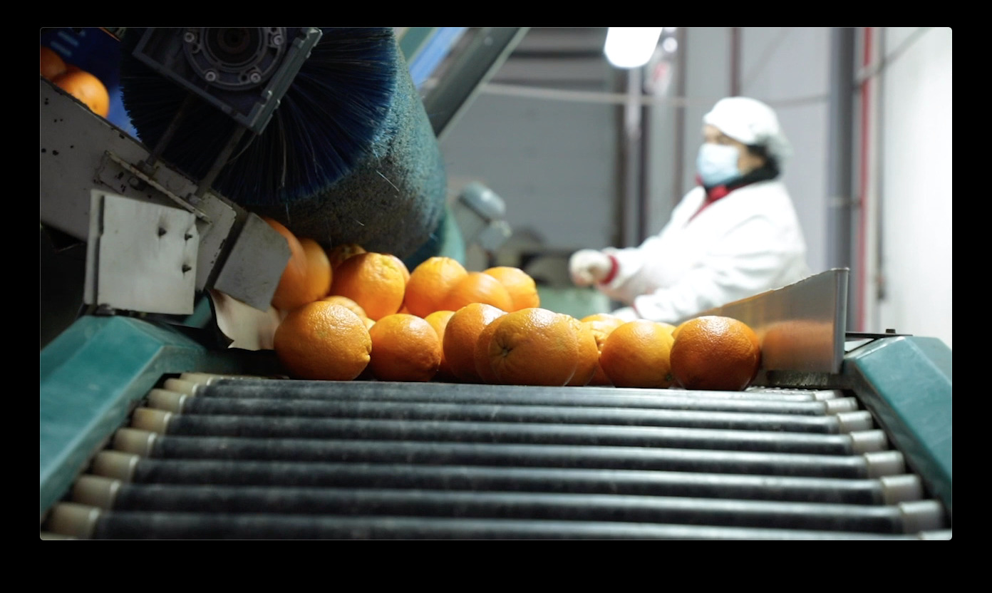 Las naranjas se abren hueco en Extremadura