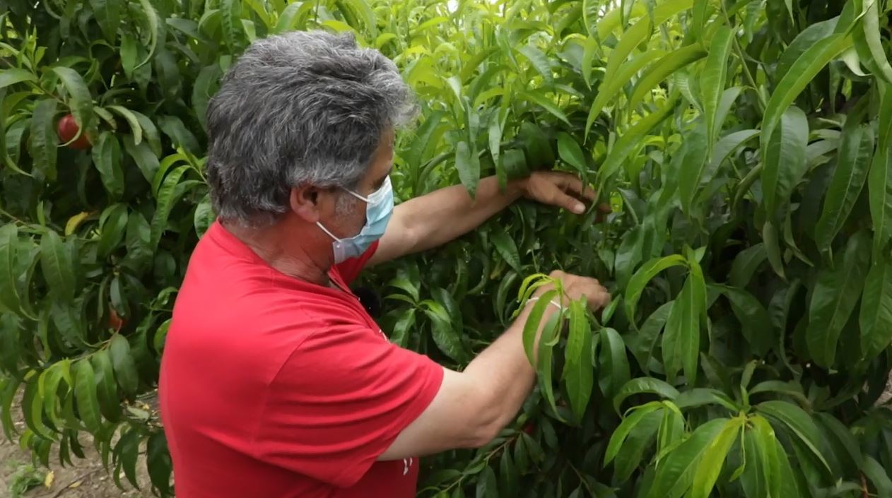 ¿Para qué sirve la poda en verde de los árboles frutales?