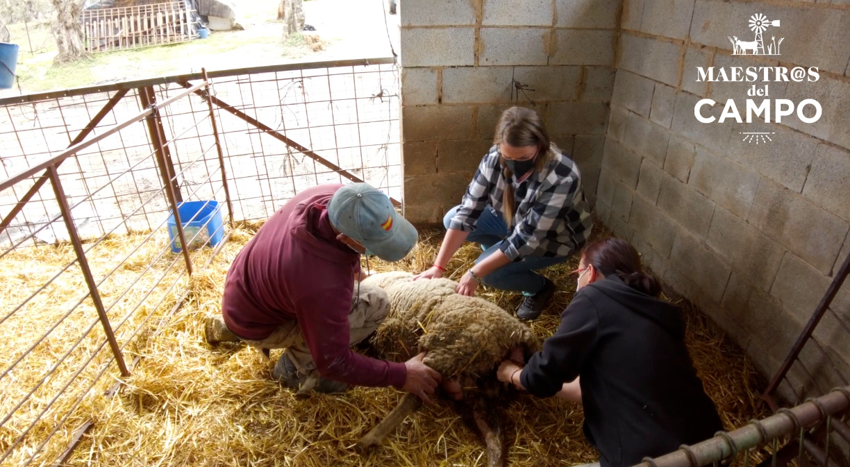 Asistimos al parto de una de las ovejas de Fátima